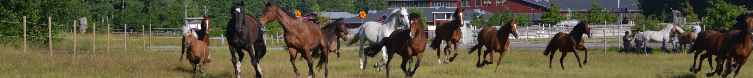 Galopperande hästar framför Smedstad Ridsportcenter.